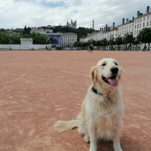 Lire la suite à propos de l’article Présentation AFTAA par région – Rhône – Lyon
