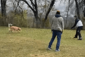 Lire la suite à propos de l’article Motricité Globale en TAA – Médiation animale