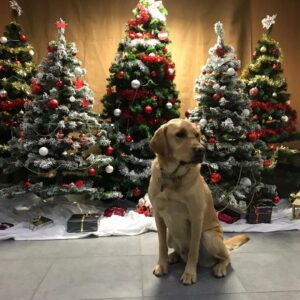 Lire la suite à propos de l’article Joyeux Noël de la part de toute l’équipe zoothérapie de l’AFTAA