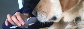 L’animal, source de concentration