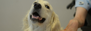 We ❤️ golden retriever à l’AFTAA