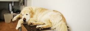 Temps de travail et temps de repos des chiens de l’AFTAA