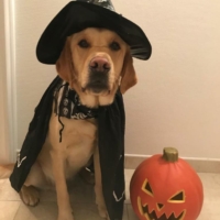 Nos chiens de médiation animale sont opérationnels pour Halloween