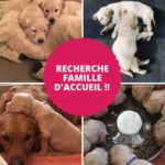 Recherche Famille d’accueil !!