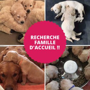 Lire la suite à propos de l’article Recherche Famille d’accueil !!