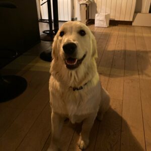 Lire la suite à propos de l’article Immersion en structure pour Sunny, chien en médiation animale