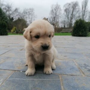 Lire la suite à propos de l’article Futur chien de médiation – La relève