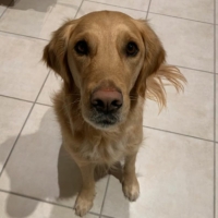 Contrôle des acquisitions du chien en médiation animale