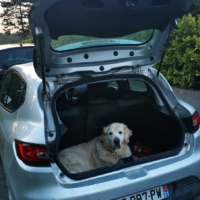Quand un chien de travail veut travailler ! médiation animale