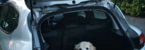 Quand un chien de travail veut travailler ! médiation animale
