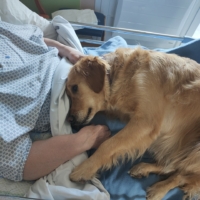 Accompagnements en soins palliatifs en zoothérapie / chien