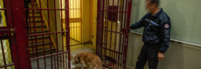 La thérapie assistée par l’animal / zoothérapie en prison