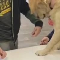 Travail avec un jeune hémiplégique avec le médiateur canin
