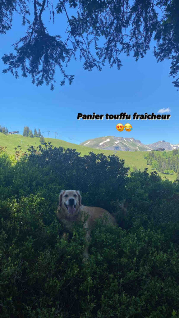 fraicheur chien