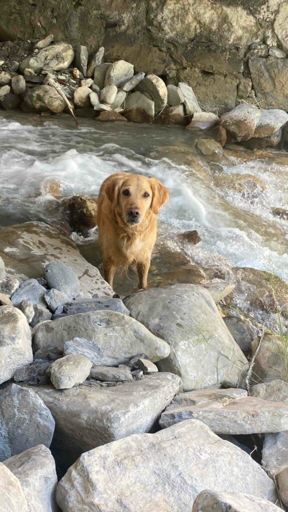 eau chaleur chien