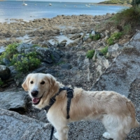 Sibelle, le chien de thérapie en Bretagne