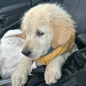 Lire la suite à propos de l’article Voya, nouvelle recrue de l’AFTAA