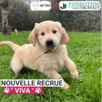 Bienvenue à Viva, le premier chien de la fondation Truffaut