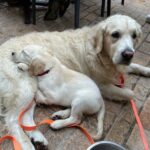 Des nouvelles de Sunny, notre second chiot en formation à l’AFTAA