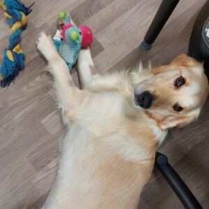 Lire la suite à propos de l’article Merci pour vos cadeaux de la part de nos chiens ;)