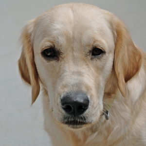 Lire la suite à propos de l’article Stage éducatif pour Nova (chien de travail de l’AFTAA) chez Juliette