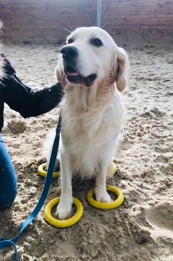 Maila education canine