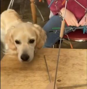 Lire la suite à propos de l’article Quand le chien de médiation animale choisit la difficulté d’un atelier.